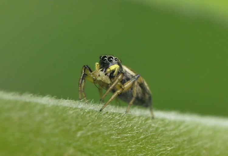 Heliophanus sp.